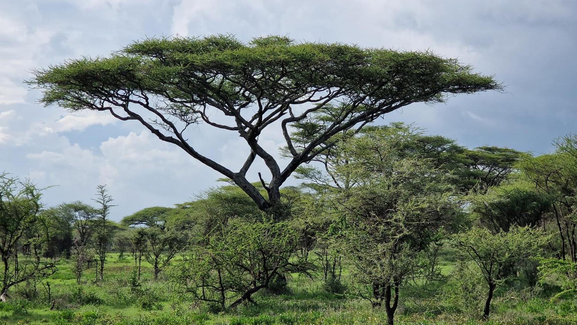 Africa Safari Serengeti Kusini 호텔 외부 사진