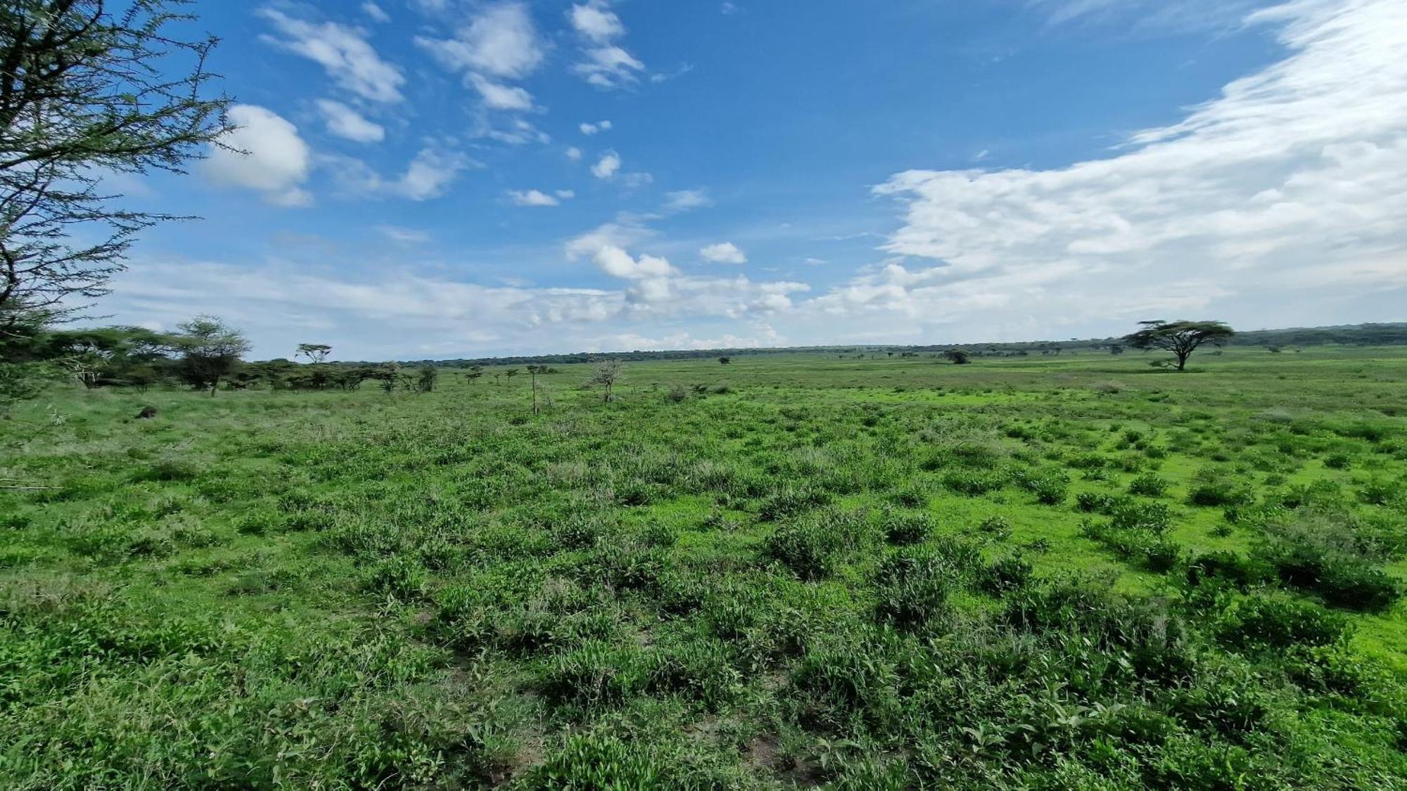 Africa Safari Serengeti Kusini 호텔 외부 사진