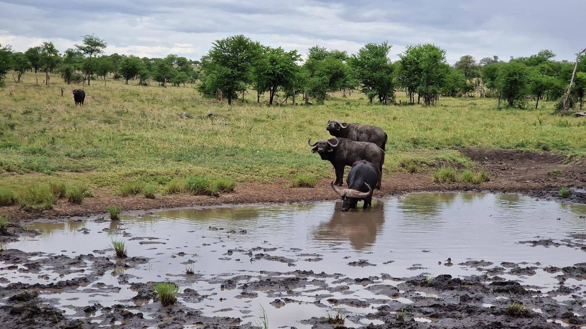 Africa Safari Serengeti Kusini 호텔 외부 사진