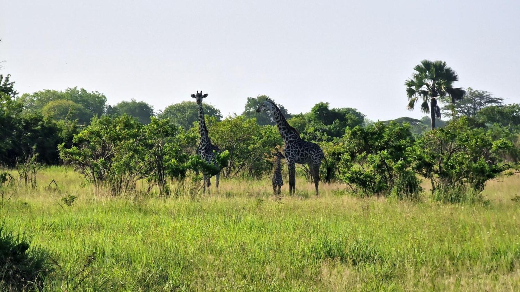 Africa Safari Serengeti Kusini 호텔 외부 사진