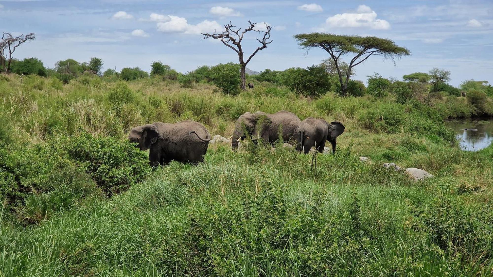 Africa Safari Serengeti Kusini 호텔 외부 사진