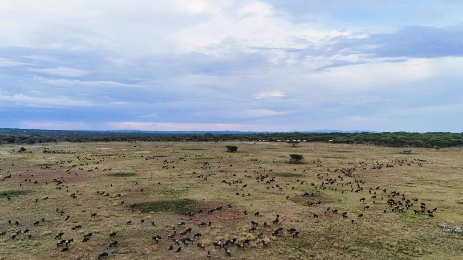 Africa Safari Serengeti Kusini 호텔 외부 사진