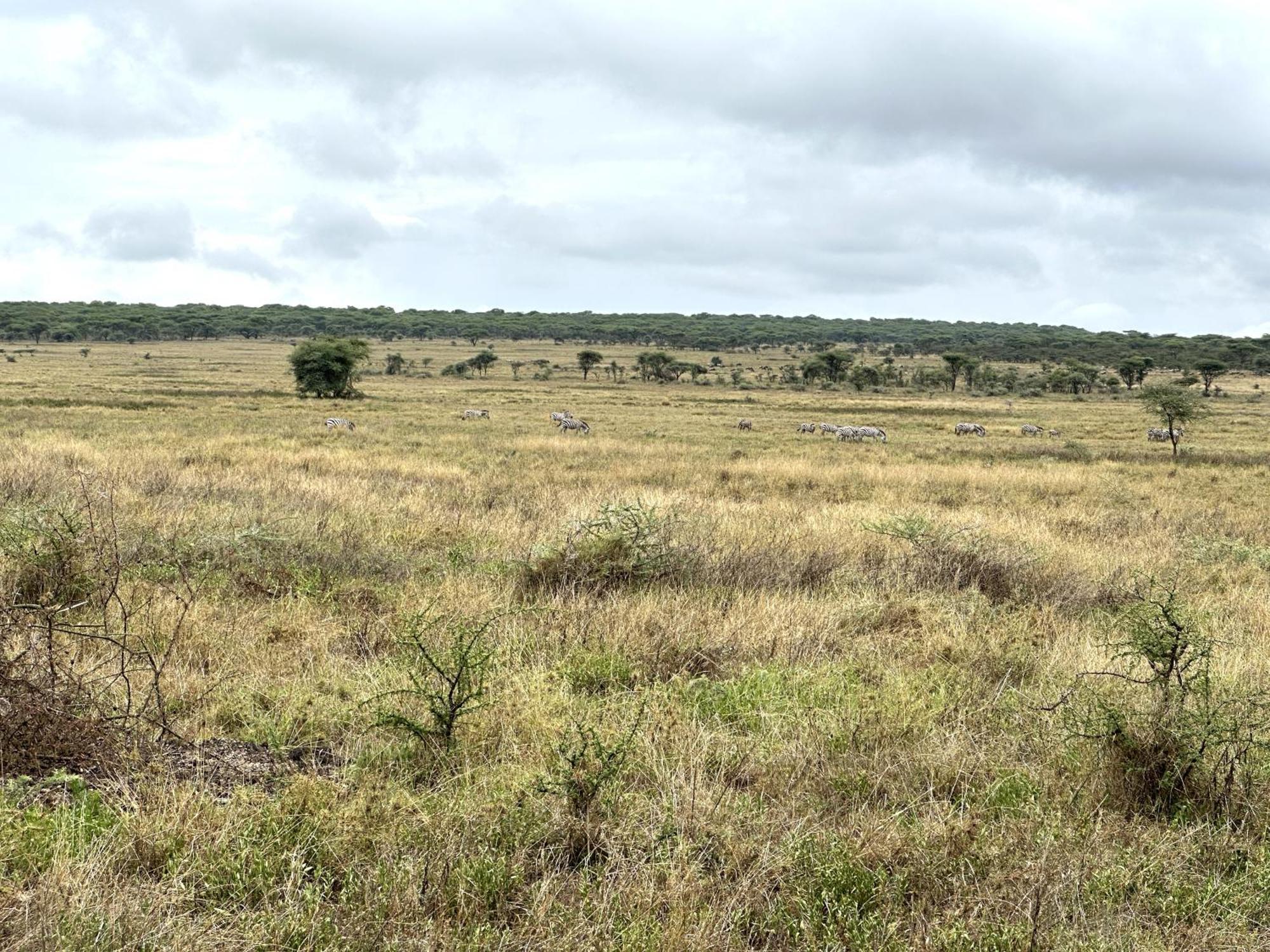 Africa Safari Serengeti Kusini 호텔 외부 사진