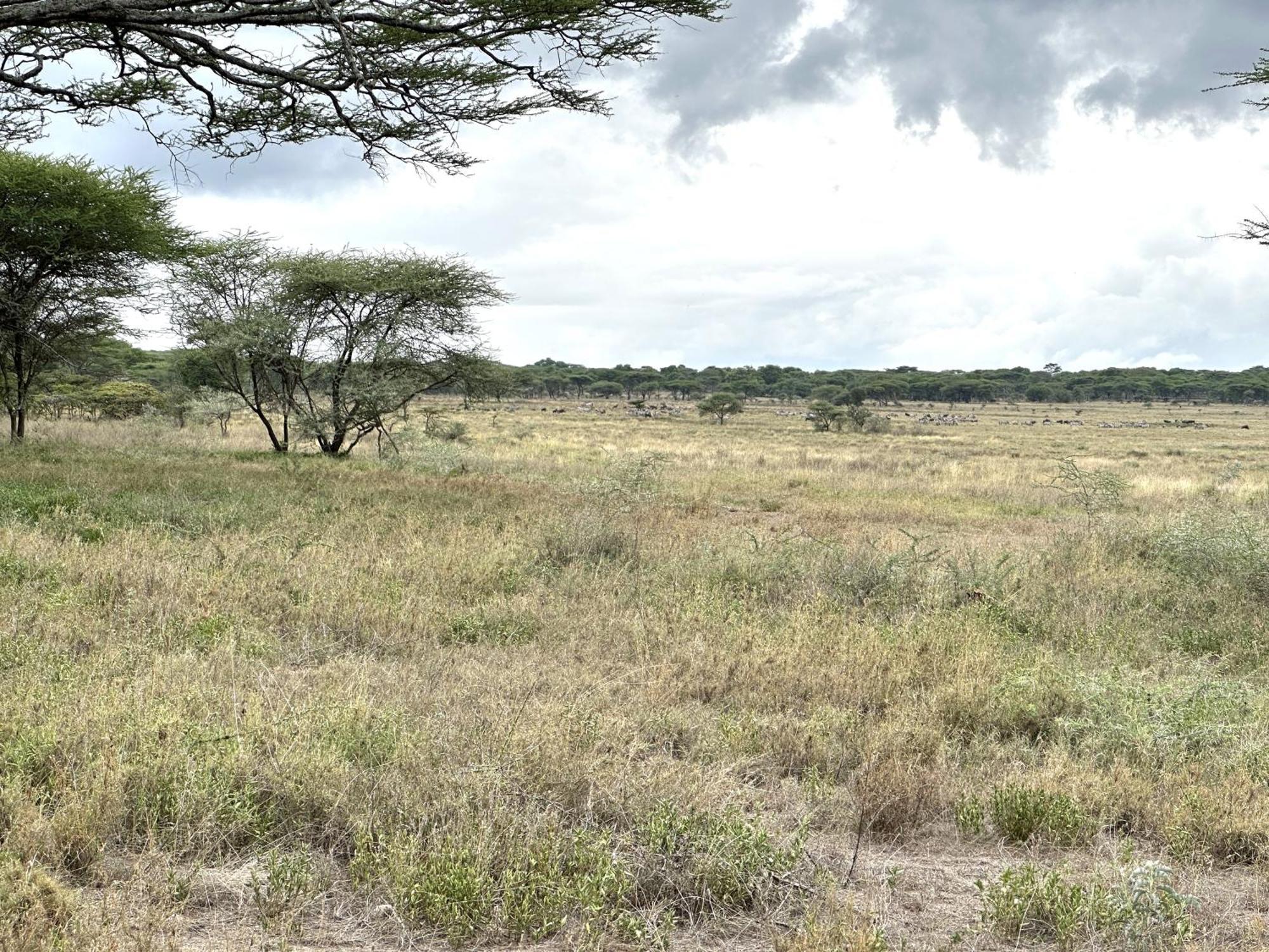 Africa Safari Serengeti Kusini 호텔 외부 사진