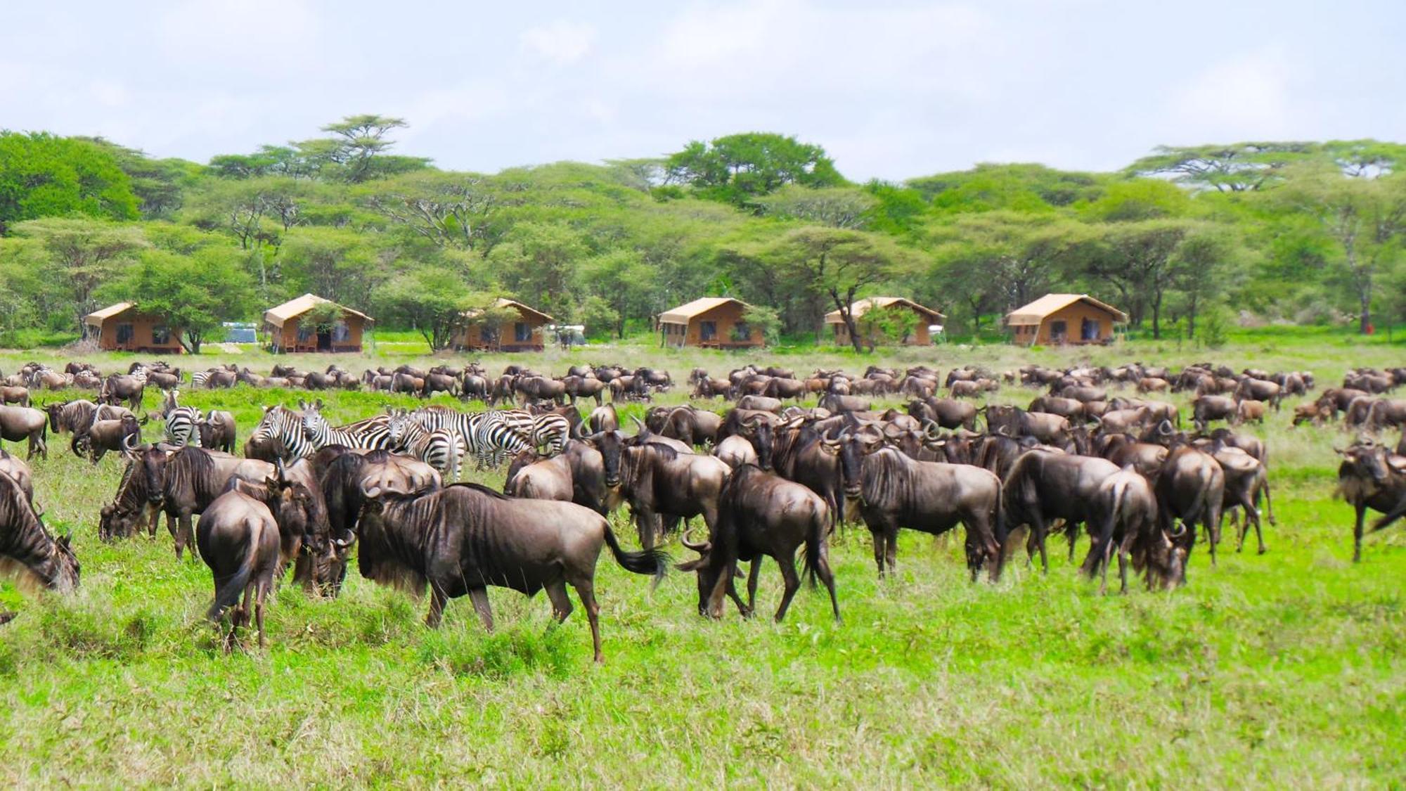 Africa Safari Serengeti Kusini 호텔 외부 사진