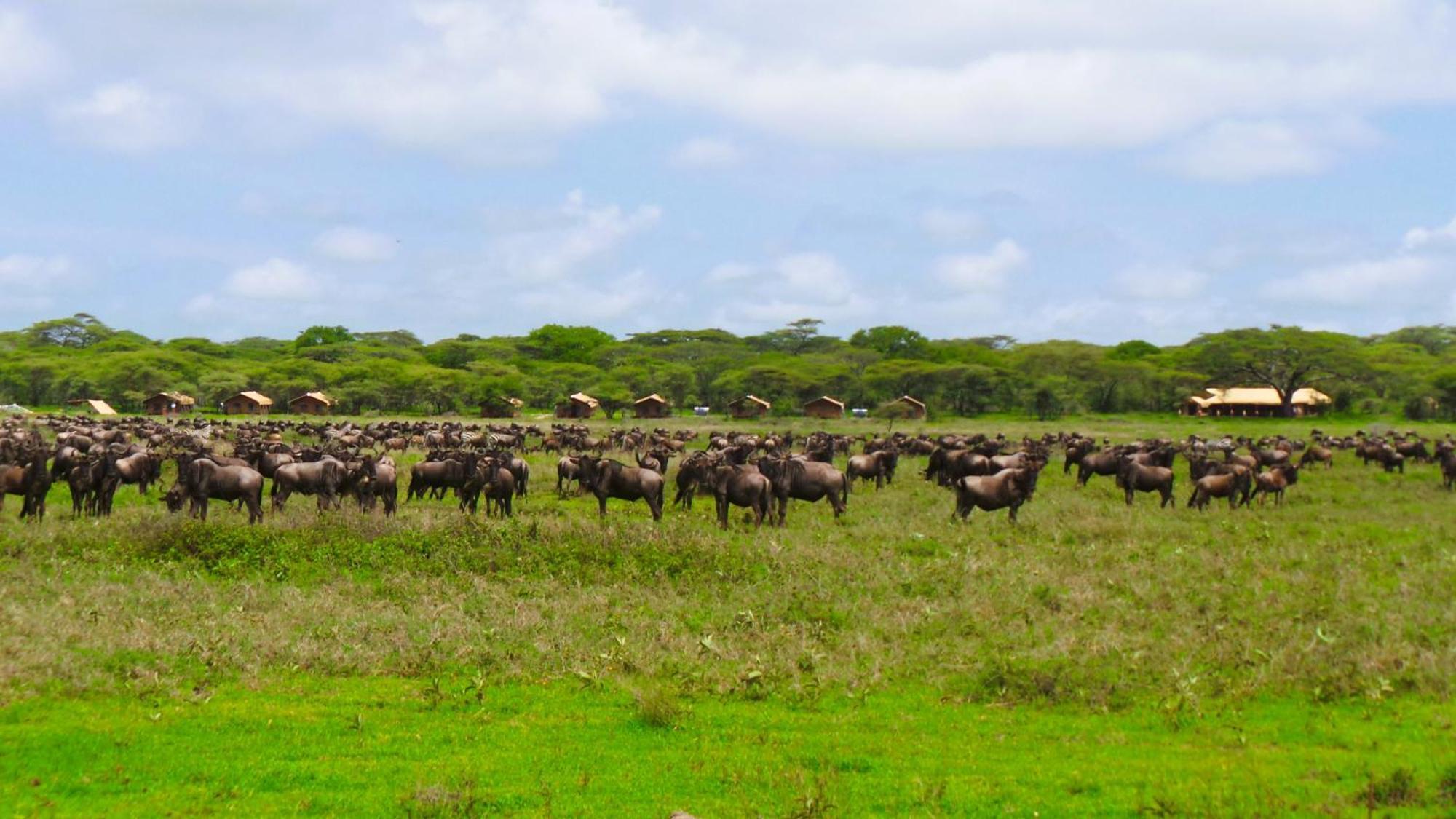 Africa Safari Serengeti Kusini 호텔 외부 사진