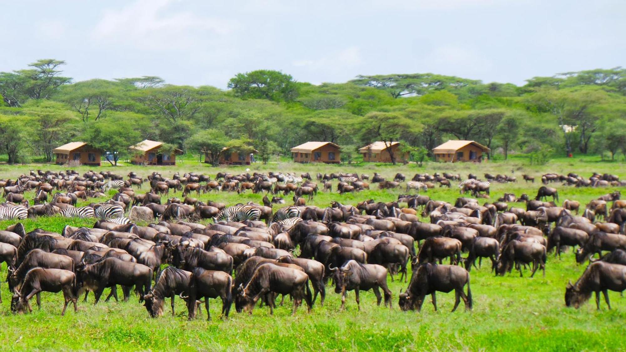 Africa Safari Serengeti Kusini 호텔 외부 사진